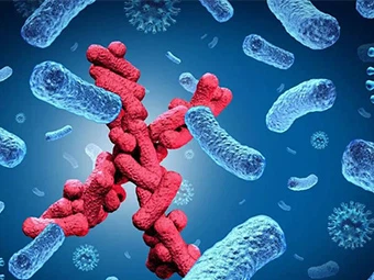 Hvernig hamlar nítrófurazón bakteríum?